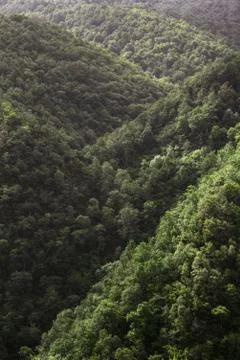 Slopes covered with deciduous forests Stock Photos