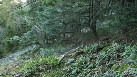 Slopes of Lysa Gora with stone run and old forest 動画素材 39805254