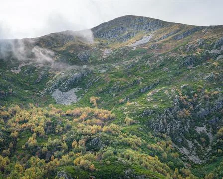 The slopes of a mountain covered with birch trees that begin to turn yellow Stock Photos