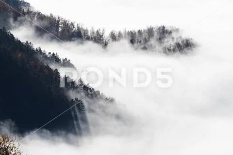 Slopes of spruce forest emerging from morning fog Stock Photos