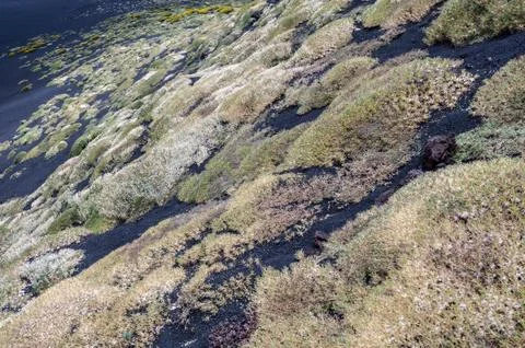 Slopes of volcano covered with carpets of various plants and flowers Stock Photos