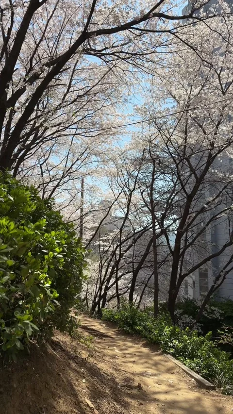 Sloping Dirt Trail Framed by Blooming Spring Cherry Blossoms Stockbeeldmateriaal 337562612