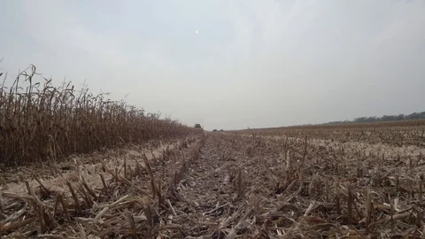 Sloping field of corn Stock Footage 82302131