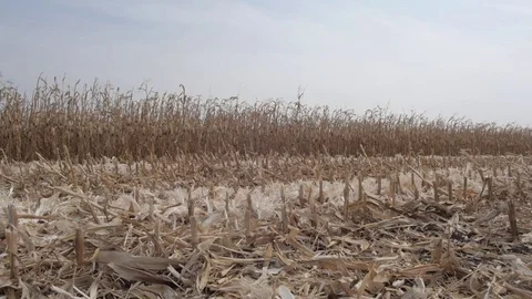 Sloping field of corn Stock Footage 82302302