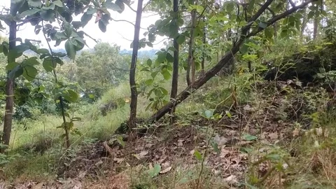 Sloping Forest Stock Footage 329558351