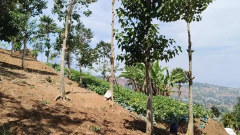 Sloping hill landscape with trees and distant mountain view Stock Footage 346773293