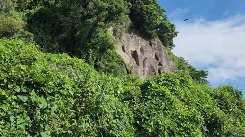 Sloping hillside blanketed in vibrant greenery next to a rock face 動画素材 337696412