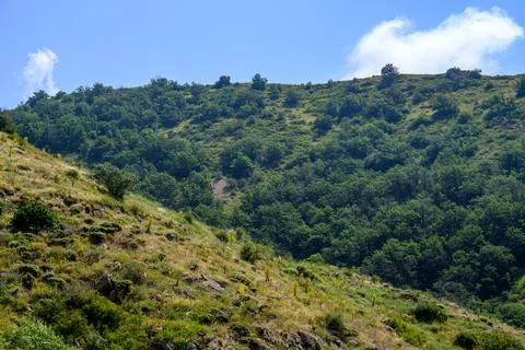 Sloping hillside with dense green trees under bright blue sky Stock Photos