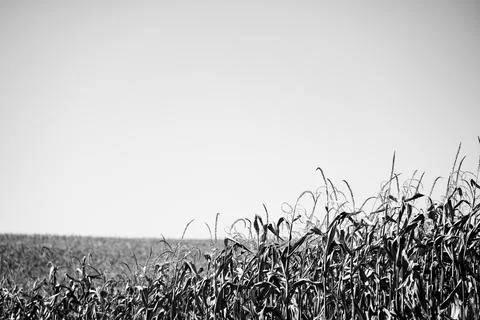 Sloping hillside of dried brown corn ready for harvest Stock Photos
