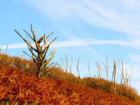 A sloping landscape covered in dead trees and brown bushes Stock Photos