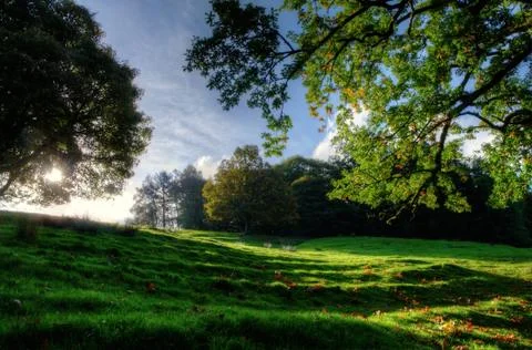 Sloping meadow with overhanging trees Stock-Fotos