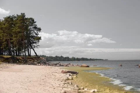 Sloping pine tree on the edge of a cliff with granite boulders, on the seasho Foto stock