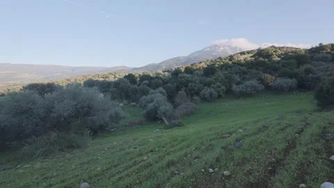 Sloping plowed field between forest and olive groves at late afternoon 動画素材 328093384
