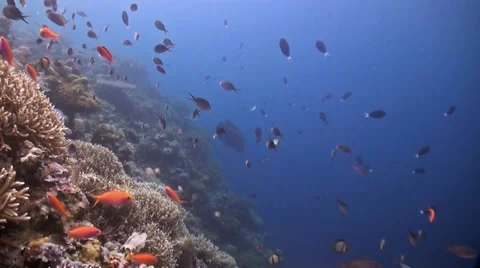 A sloping reef with a Napoleon wrasse and many small fish Vídeo Stock 42096587