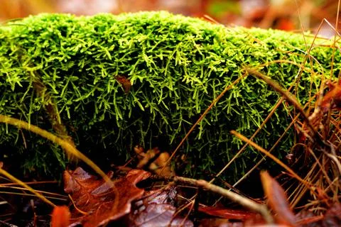 A sloping tree overgrown with moss. Stock Photos