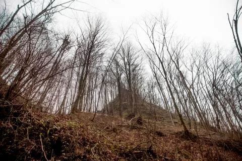 Sloping trees Stock Photos