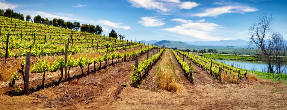 Sloping vineyard with spring vines Stock Photos