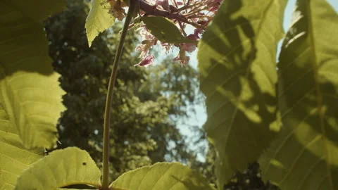 Сlose-up of blooming pink chestnut trees  Stock Footage 247700120