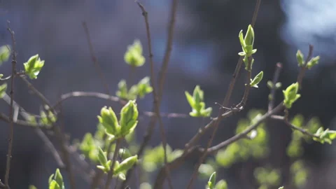 Сlose up branches  with firstblossoms in spring with clear blue sky on backgroun 스톡 동영상 181202757