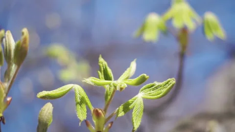 Сlose up branches with firstblossoms in spring with clear blue sky on background Video stock 181206823