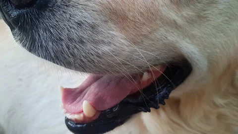 Сlose up dog mauth jaw teeth. Golden retriever breathing Stock Footage 160216110