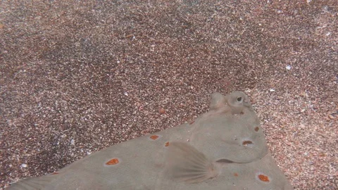 Сlose up of Flatfish, floating along the bottom of the Norwegian sea. Stock Footage 106227209