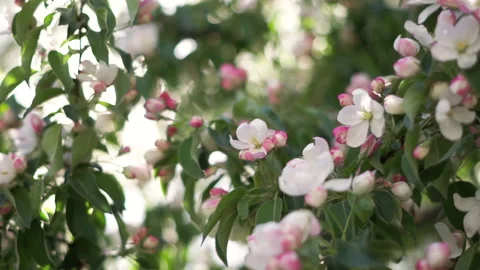Сlose up flowering on tree branches Video stock 195819868