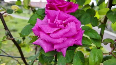Сlose-up of Fragrant Plum rose blooming in a garden Stock Footage 336797787