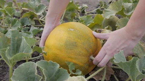 Сlose-up of hands rip off ripe melon in the field. Melon on organic plantation. Stock Footage 68927169
