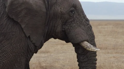 Сlose-up of the head of an elephant walking through the savannah Stock Footage 104995610