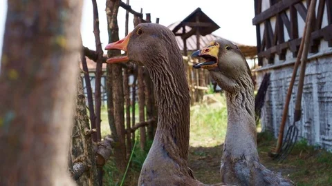 Сlose-up head of a goose Stock Footage 82957969