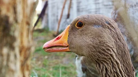 Сlose-up head of a goose Stock Footage 82958107