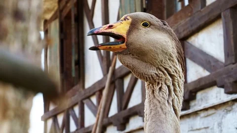 Сlose-up head of a goose Stock Footage 82958655