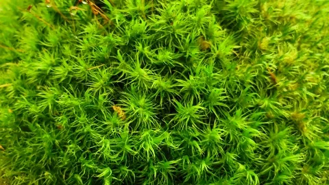 Сlose up of moss. Pollen particles on the background of the forest. HD footage  Stock Footage 113808880