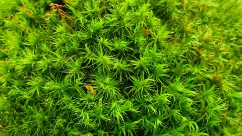 Сlose up of moss. Pollen particles on the background of the forest. HD footage  Stock Footage 113808919