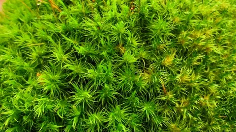 Сlose up of moss. Pollen particles on the background of the forest. HD footage  Stock-Footage 113808942