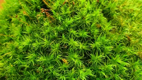 Сlose up of moss. Pollen particles on the background of the forest. HD footage  Stock Footage 113809027