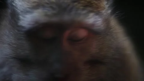 Сlose-up portrait of monkey eyes Stock Footage 254343545