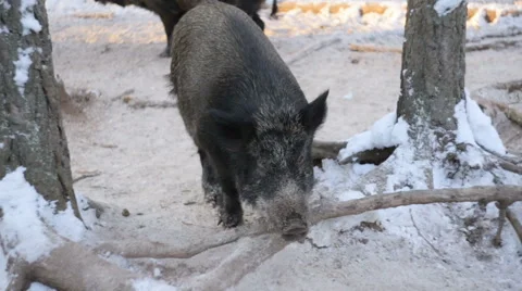 Сlose-up of wild boars in the winter forest Video stock 59768154