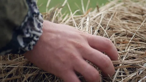 Сloseup hands with wheat. Сhecking the maturity of wheat. 1920x1080, full hd Video stock 100233780