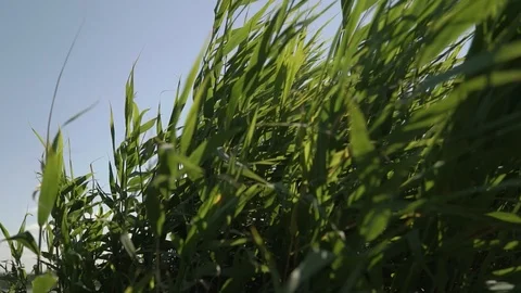 Сloseup wind blows reed plants on the river bank. Slow motion. Видео 123712536