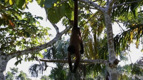 Sloth and monkeys in Iquitos, Peru Stock Footage 107328097