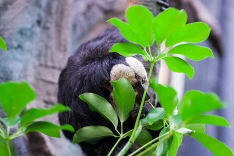 Sloth animal eats leaves of trees Stock Photos