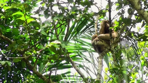 Sloth animal stretching on a branch Stock Footage 89704489