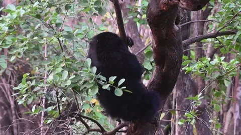 Sloth bear almost falls from a tree in Ranthambore national park Video stock 334555843