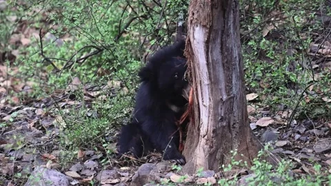 Sloth bear chewing on the bark of a tree in Ranthambore national park Vídeos de archivo 334555819