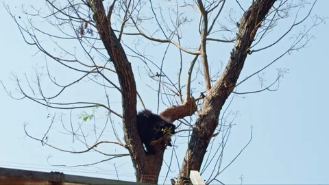 Sloth bear climbing on a tree at Natural Environment on Rainforest Trees in.. Stock Footage 265836219