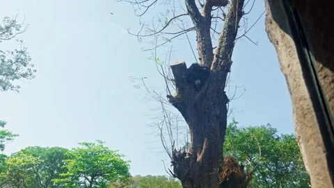 Sloth bear climbing on a tree at Natural Environment on Rainforest Trees in.. Stock Footage 265836250