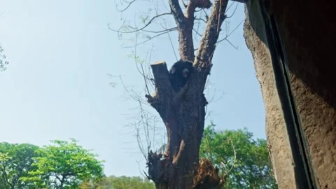 Sloth bear climbing on a tree at Natural Environment on Rainforest Trees in.. Stock Footage 265836257