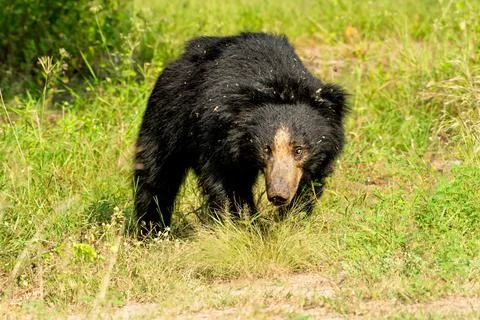 Sloth bear at Daroji sloth bear sanctuary Hampi Foto stock